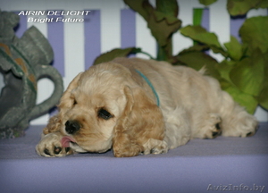 Красивые породные щенки американского кокер спаниеля! #1086917