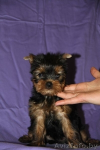 щенки йоркширских терьеров #1097403