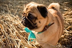 Готовятся к продаже щенки мопса #1098214