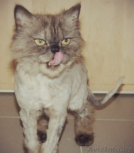 Персидский кот Бакс в добрые руки #1100106