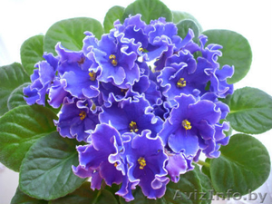 Фиалки сортовые - черенки,  детки. #742350