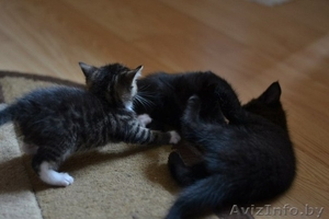 Котята в дар в добрые руки! #1102078