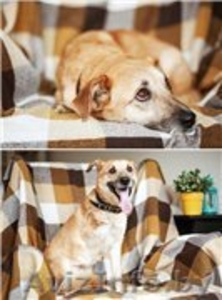 Трогательная Апельсинка ищет заботливого хозяина! #1098151