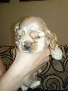 продажа щенков американского кокера #1111907