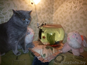 Очень милые британские котятки #1108807