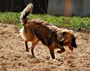 Метис шелти  дар #1105605