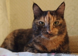 ЗАРА– независимая и самодостаточная взрослая кошка ищет себе хозяина #1101774