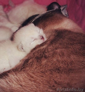 Сиамские котята (мальчики) #1112508