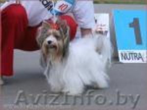 Бивер йоркширский терьер (щенки) #1099484