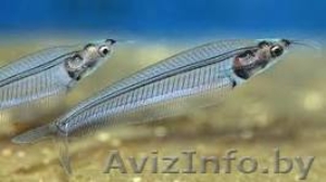 стеклянный аквариумный сомик #1104669