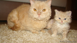 КОТЯТА СЕЛКИРК РЕКС!! #1106457