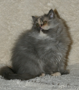 Персидская девочка #1105411