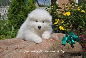 очень красивые щенки самоеды #1108827