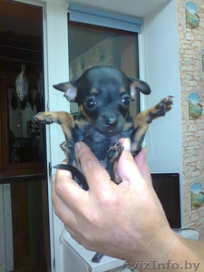 Продаюм Щенков  Той - терьер #1105289