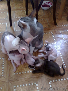  котят донского сфинкса #1104934