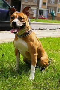 Ищет нового хозяина! #1110111