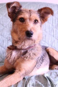 Алая - принцесса ищет семью! #1105589