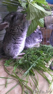 Шиншилла девочка,  возраст 2 месяца #1112540