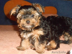 щенки йорк-терьера  #1112031