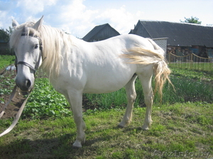 Продаётся обученная,  послушная,  добрая , лошадка 