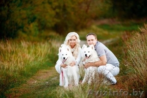 Элитные щенки самоедской лайки ищут любящих хозяев #1109432