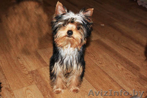 Йорширский терьер #1106016