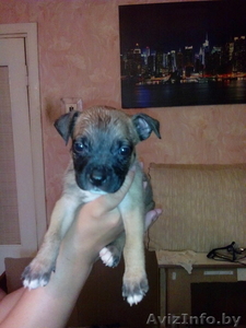 продам щенков стаффа #1098480