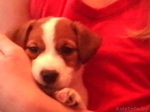 Шикарные щенки Джек Рассел Терьера #1103442