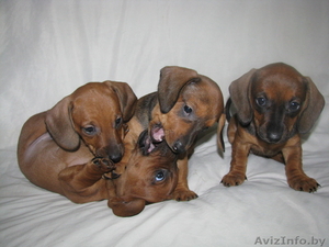 Щенки чистокровной таксы #1106979
