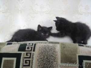 Подарим очаровательных чёрных бомбейских котят  #1106400