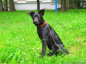 Найдочка ищет дом #1112173