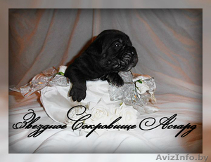 элитные щенки кане корсо #1106342