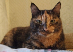 Зара - самостоятельная кошка интересного окраса в добрые руки #1100127