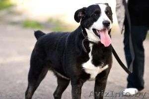 Собаки и щенки приюта в дар,  в добрые руки! #1120517