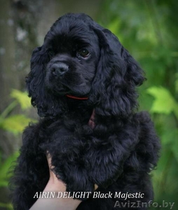 Чудо для детей- американский кокер #1074698