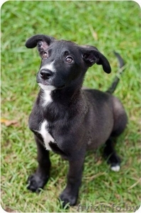 Щенки в дар! СРОЧНО!! #1108733