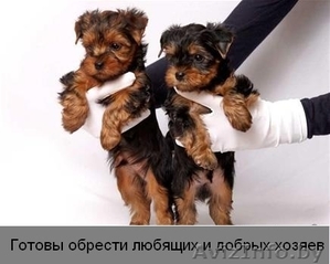 Йоркширский терьер,  мальчики красавчики #1119406