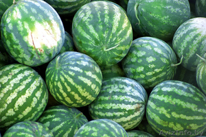 Продам арбуз оптом 20т. по 5 тысяч белорусских рублей за кг #1115713