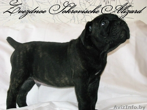 Элитные щенки итальянского кане корсо #1123905