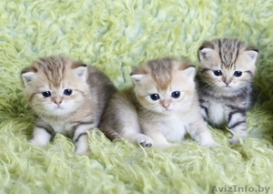 британсие котята редких окрасов #1124616