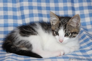 ласковые игривые котята 2 мес в дар #1124234