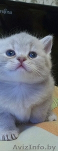 Продаются котята породы шотландская вислоухая #1126564