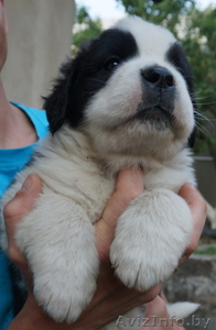 Щенки сенбернара от чемпиона Мира! #1122637