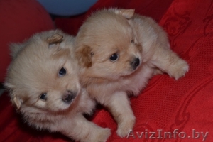 Очаровательные щенки померанского шпица #1124733