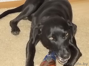 заиметь друга....Гордея....черного окраса #1122743