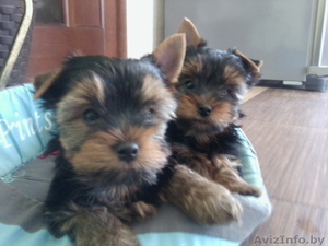 Продам породистых Йориков #1118125