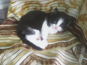 Миленькие котята в добрые руки #1121883