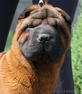 Шарпей кобель Чемпион красного окраса вязка. #1123790