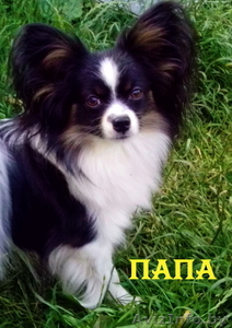 Высокопородные щенки папильонов от чемпионов #1117090