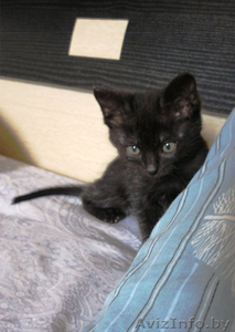 Домашний чёрный котёнок 2 месяца #1125051